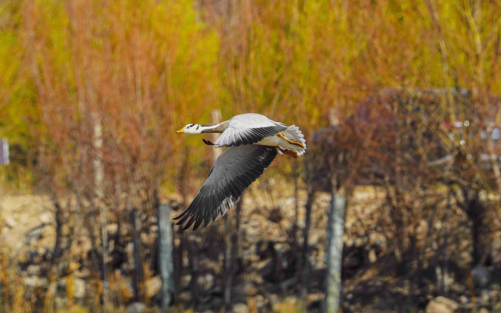 A bar-headed goose flies over a wetland in Lijiang, Yunnan Province on January 21, 2024. /CFP