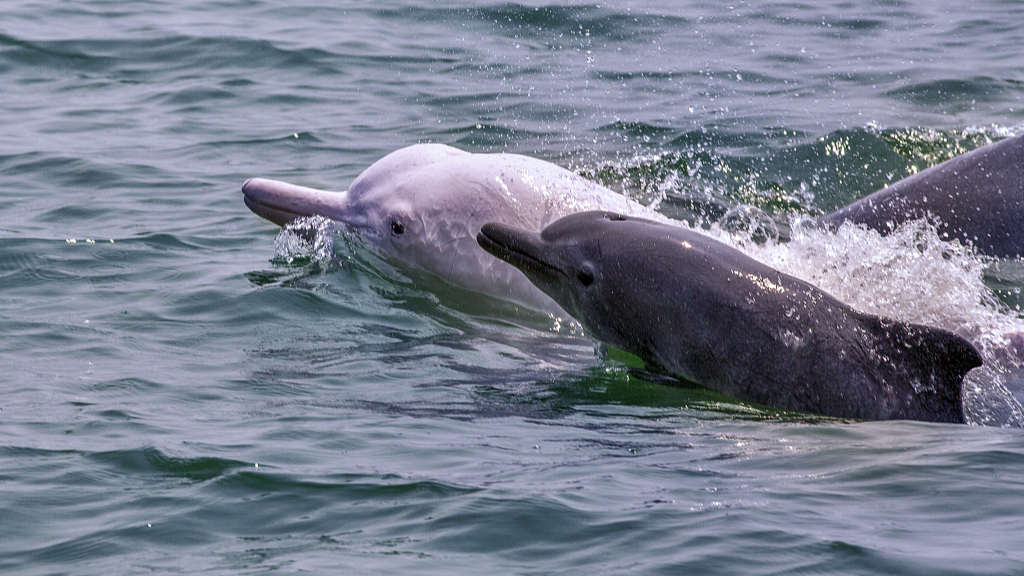 U.S. researchers work on protection of Chinese white dolphins