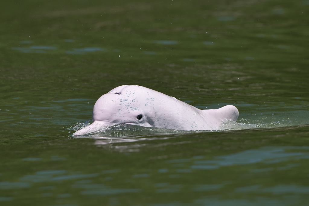 A Chinese white dolphin is seen in the waters near Hong Kong in this undated photo. /CFP
