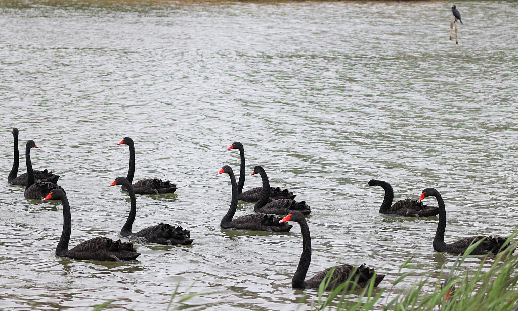 Black swans in Amoy Wuyuan Bay, Xiamen, January 22, 2024. /CFP