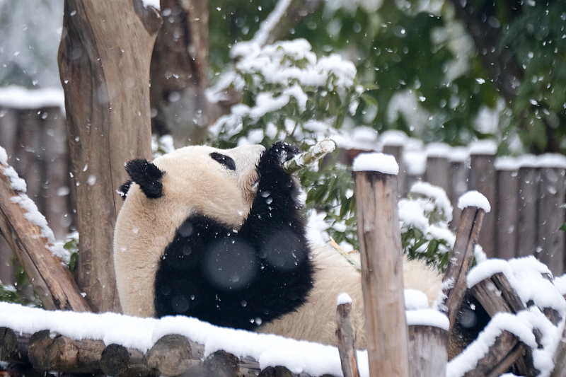 A giant panda eats bamboo amid the snow at the Chengdu Research Base of Giant Panda Breeding in Sichuan Province, January 24, 2024. /CFP