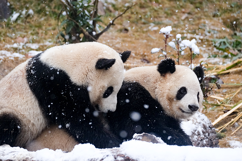 Giant pandas play with each other in the snow at the Chengdu Research Base of Giant Panda Breeding in Sichuan Province, January 24, 2024. /CFP