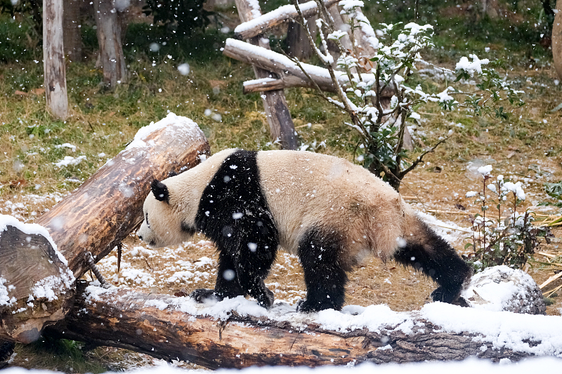 A giant panda plays as the snow falls in Chengdu, Sichuan Province, January 24, 2024. /CFP