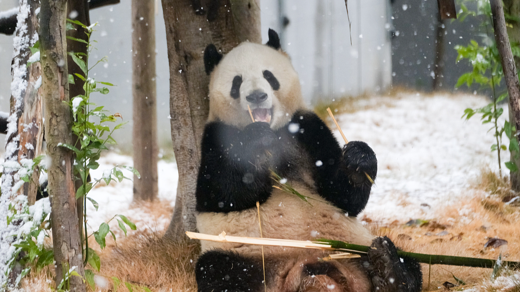 In the snow, Chengdu Research Base of Giant Panda Breeding, January 24, 2024. /CFP
