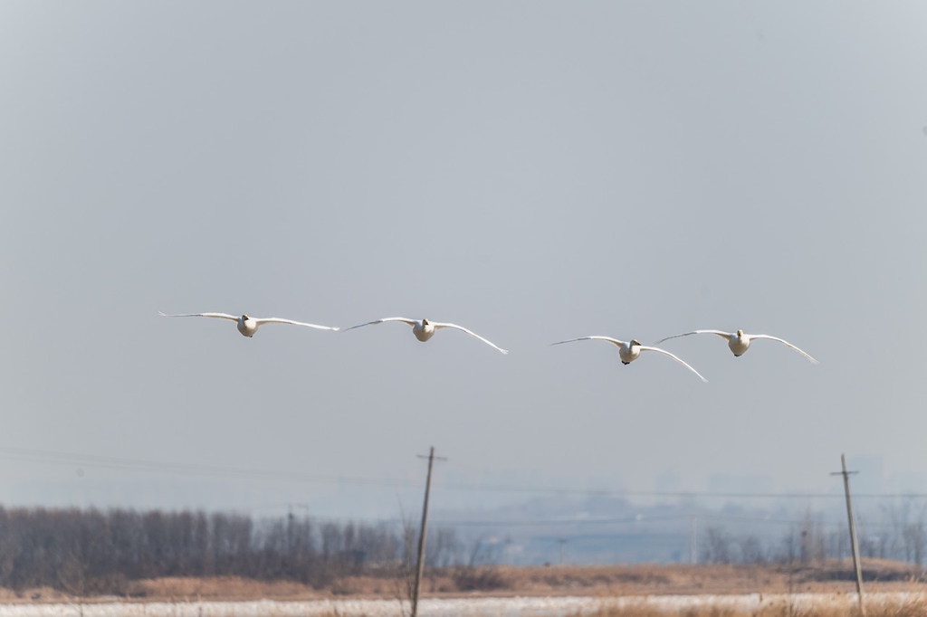 Swans fly over the Swan Lake National Urban Wetland Park in Sanmenxia, central China's Henan Province, on January 25, 2024. /IC