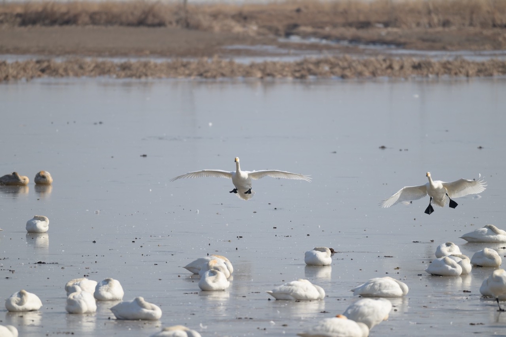 Swans inhabit the Swan Lake National Urban Wetland Park in Sanmenxia, central China's Henan Province, on January 25, 2024. /IC