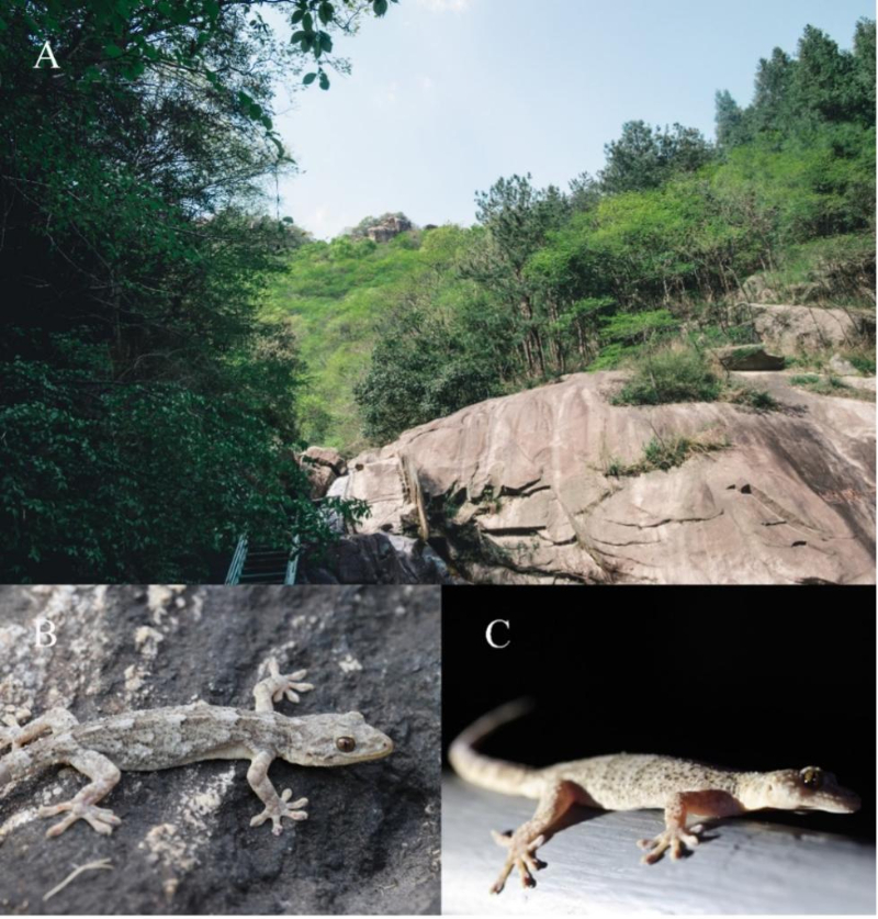 This undated file photo shows a Gekko kaiyai discovered in east China's Anhui Province. /Anhui University