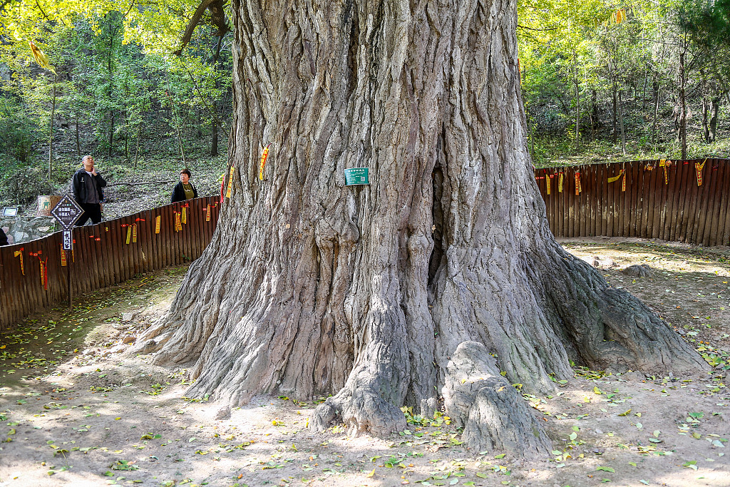 An ancient and famous tree in Jiyuan City, central China's Henan Province, October 25, 2020. /CFP