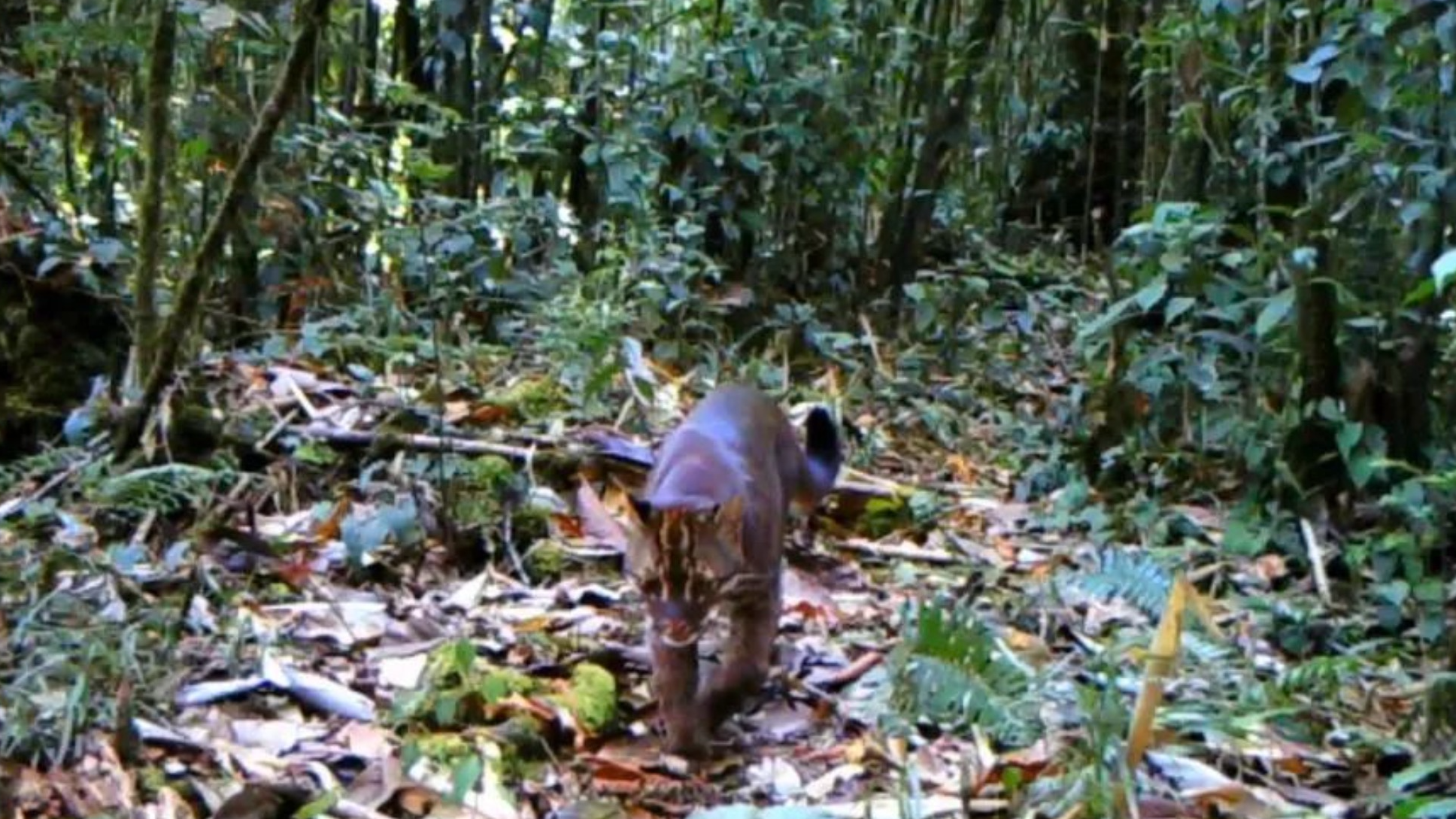 This undated file photo shows an Asian golden cat wandering in the forest. /Shan Shui Conservation Center