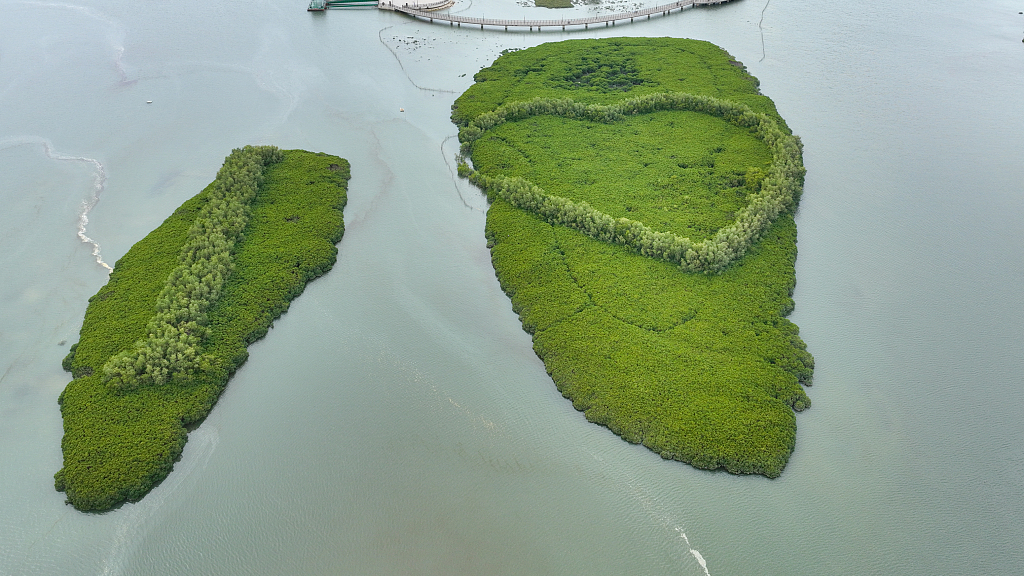 This aerial photo shows Xiatanwei Mangrove Coastal Wetland Ecological Park in Xiamen, Fujian Province, January 23, 2024. /CFP