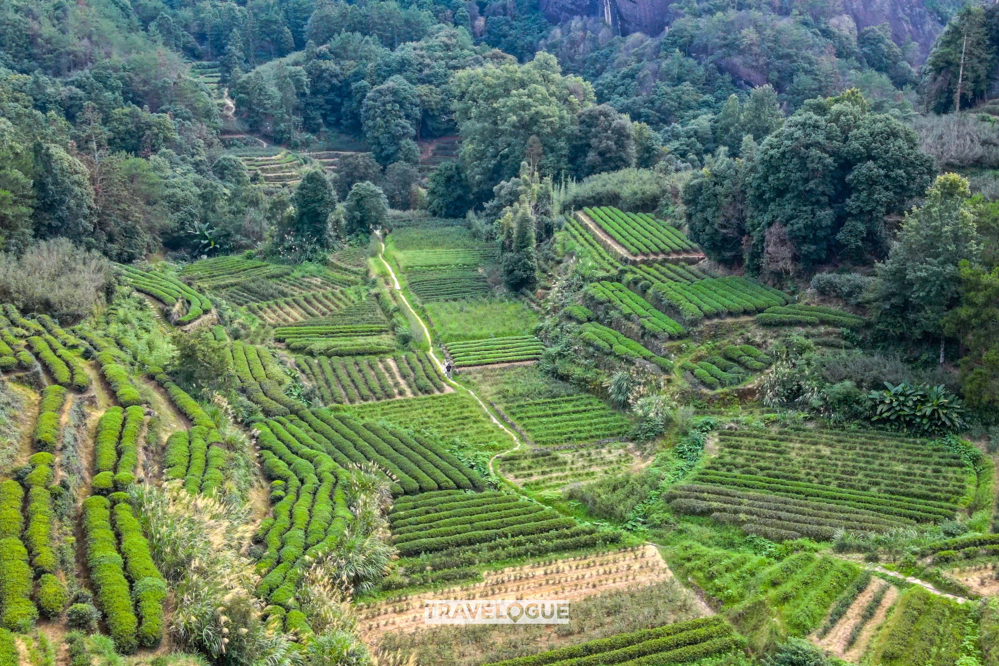 The rock tea ecosystem in the Wuyi Mountains, southeast China's Fujian Province. /CGTN