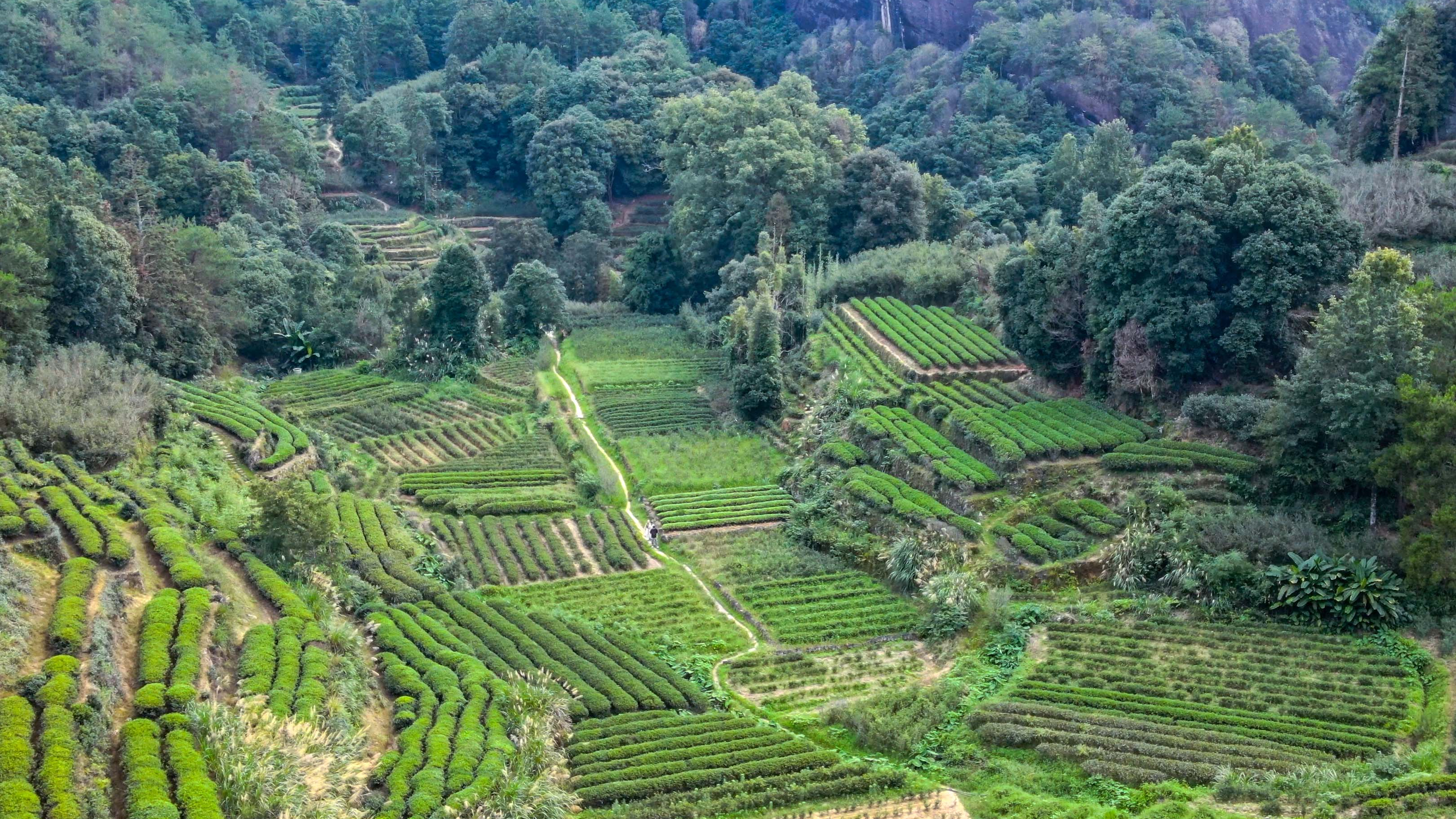 Rock tea from the Wuyi Mountains