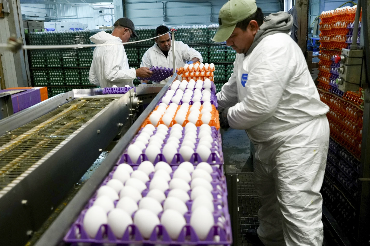 A worker moves crates of eggs at the Sunrise Farms processing plant in Petaluma, California, which has seen an outbreak of avian flu in recent weeks, January 11, 2024. /AP