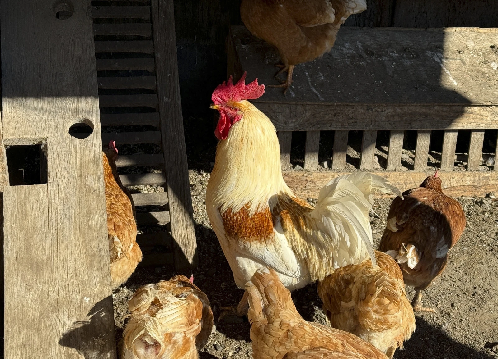 Chickens stand in a holding pen at Ettamarie Peterson's farmin Petaluma, California, January 11, 2024. /AP