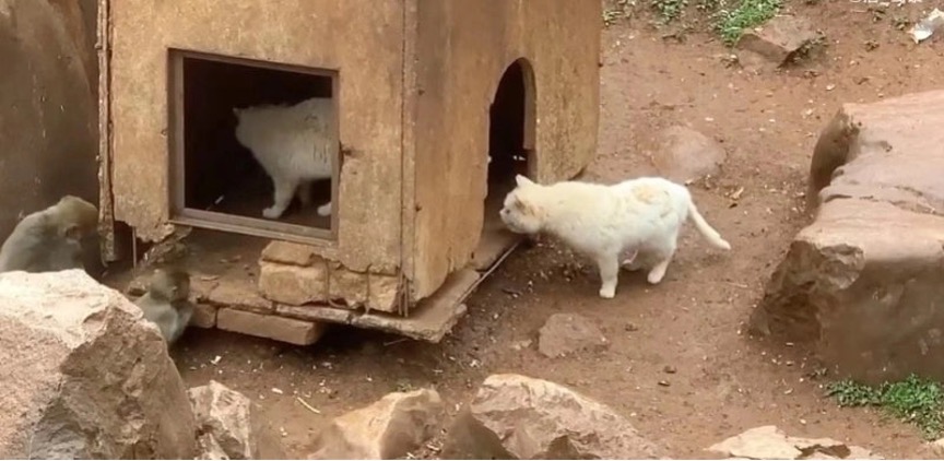 Two cats used to live together with monkeys at Kunming Zoo in southwest China's Yunnan Province. /Sina Weibo
