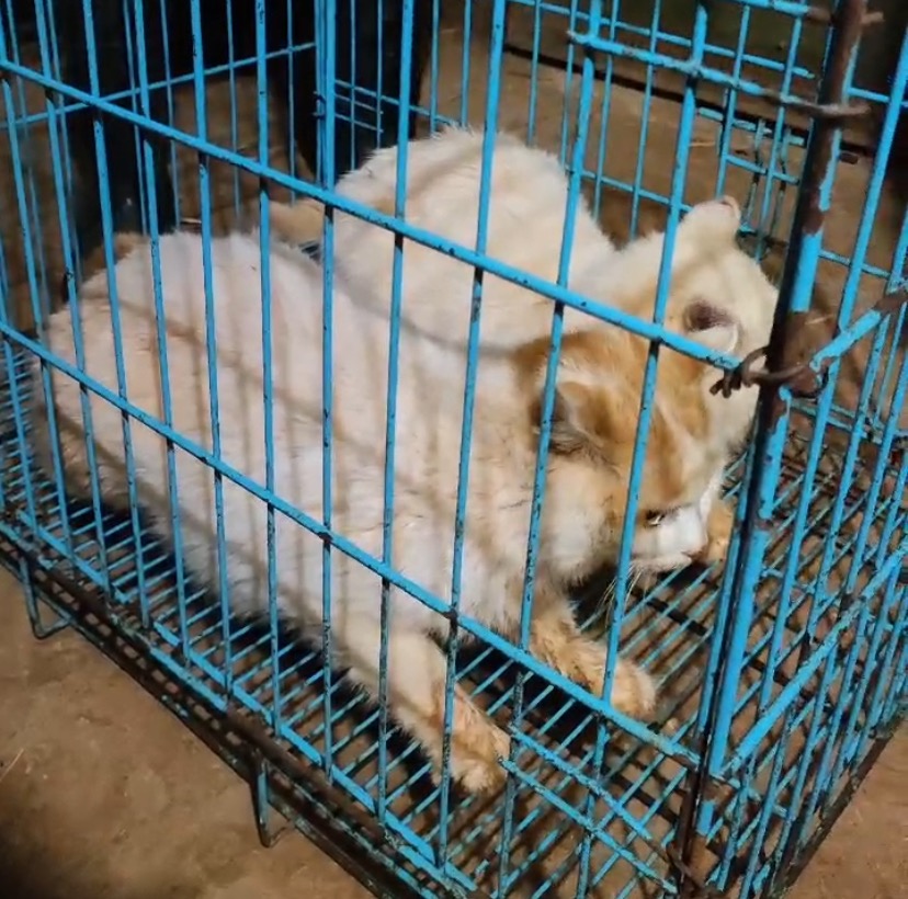 The two cats are entrapped jointly by Kunming Zoo and China Small Animal Protection Association on Saturday night, Kunming Zoo, southwest China's Yunnan Province, January 27, 2024. /Courtesy of Kunming Zoo