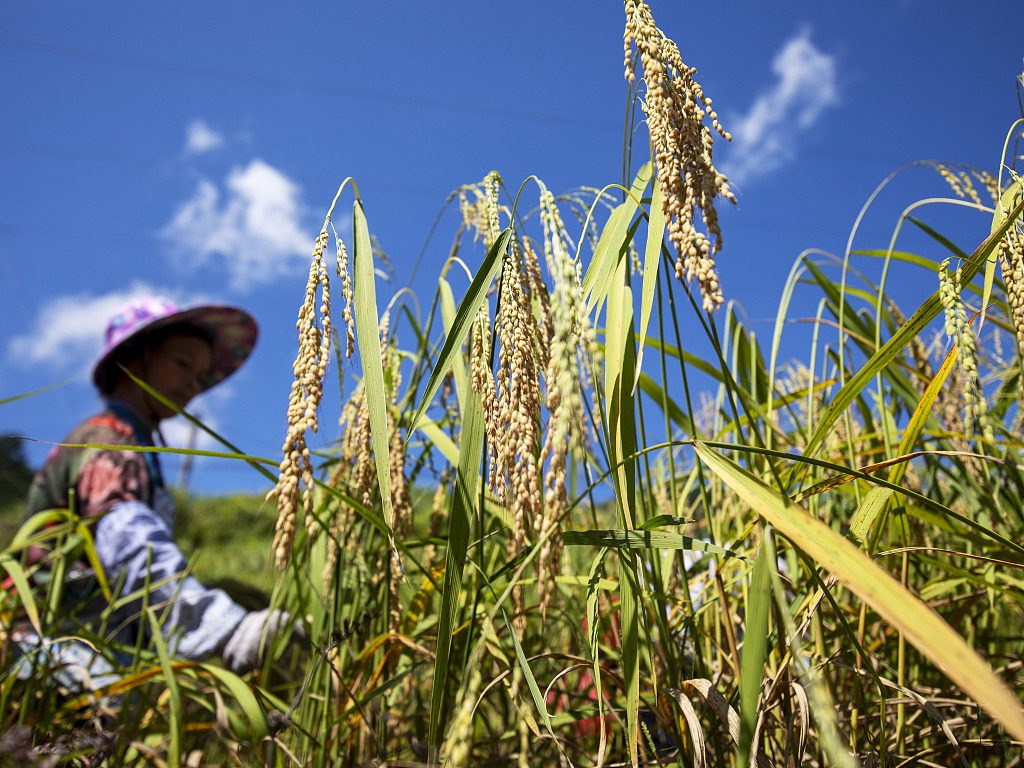A villager harvests the kam sweet rice during autumn in southwest China's Guizhou Province, September 23, 2021. /CFP 