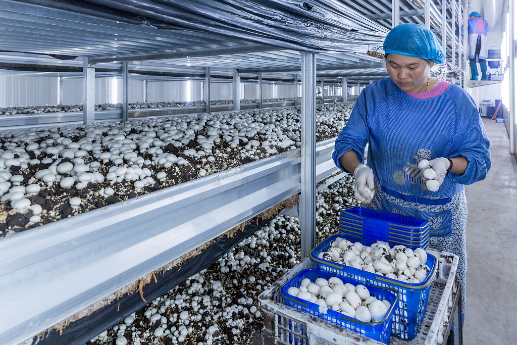 A worker collects mushrooms that grow on medium composed of discarded straw in east China's Jiangxi Province, December 5, 2021. /CFP
