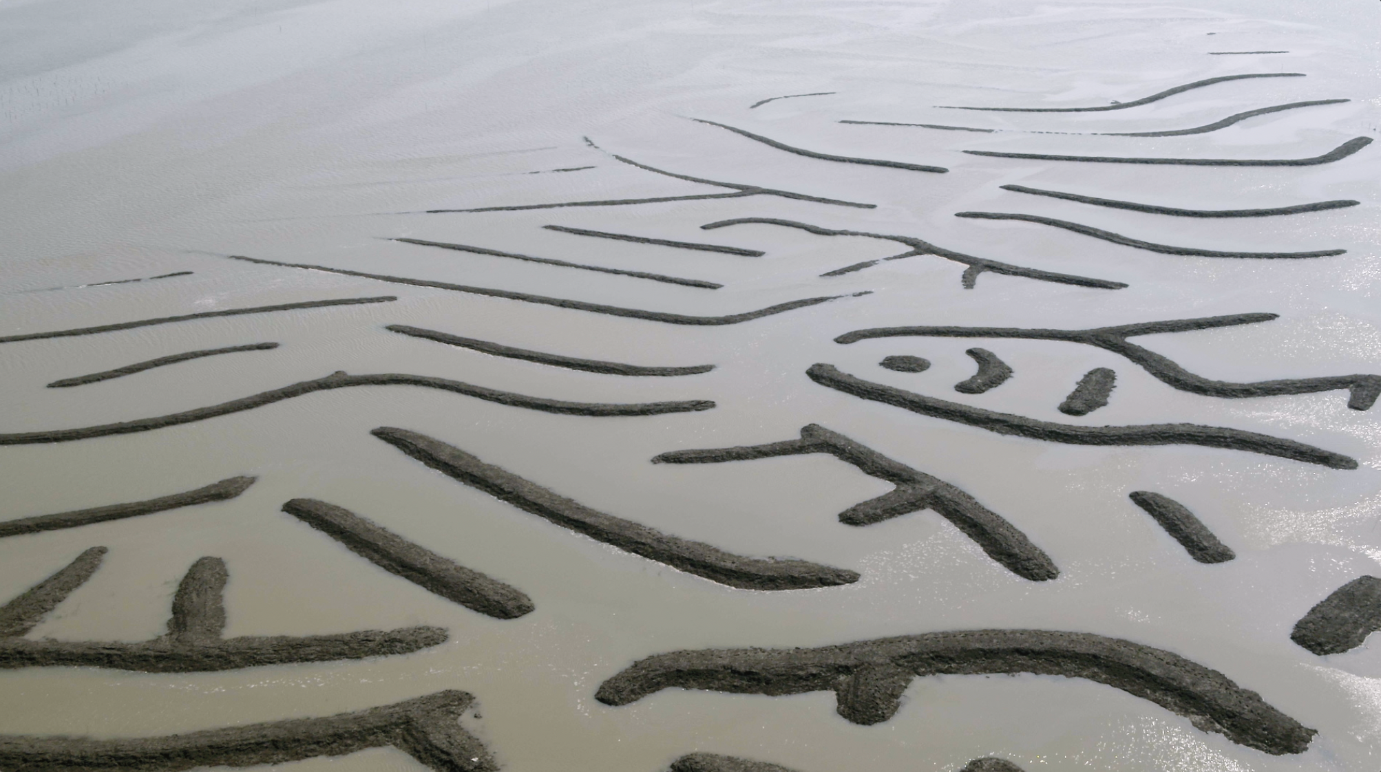 Who draws the oracle bone script on the seashore?