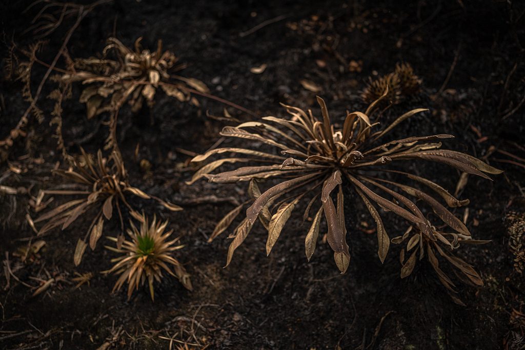 A view of burned frailejones after a wildfire consumed a big part of the forest at the outskirts of the town in Nemocon, Colombia, January 28, 2024. /CFP
