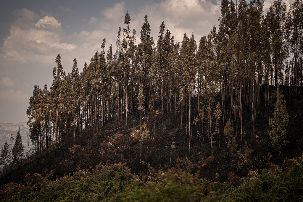 A view of burned vegetation after a wildfire consumed a big part of the forest on the outskirts of the town in Nemocon, Colombia, January 28, 2024. /CFP