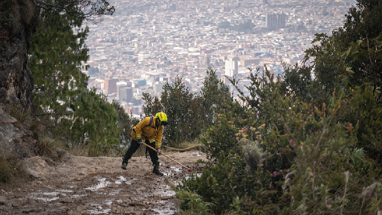 Invasive vegetation adds more fuel to Bogota fires in Colombia