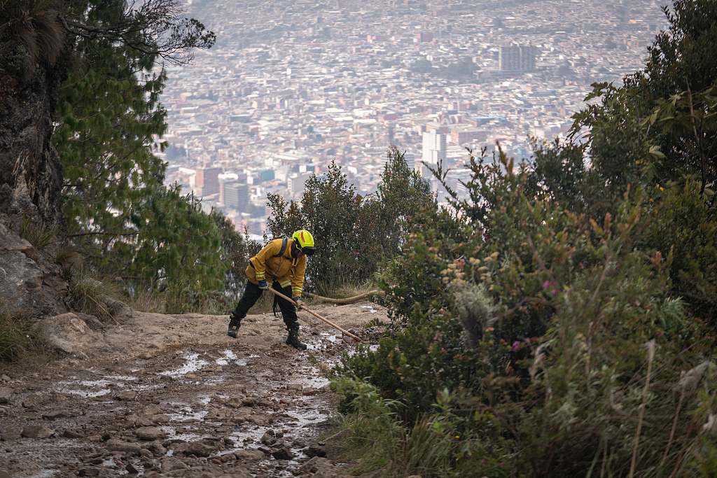A firefighter cuts a firebreak during a wildfire on El Cable Hill near Bogota, Colombia, January 27, 2024. /CFP