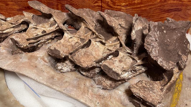 This photo shows fossil bones of Gandititan cavocaudatus found at a construction site in Ganxian District in the city of Ganzhou, east China's Jiangxi Province, January 30, 2024. /CFP