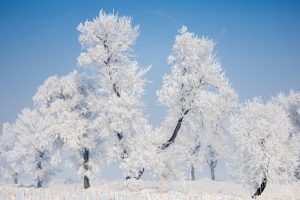 Photo taken on January 28, 2024 shows the view of rime in Jilin City, northeast China's Jilin Province. /CFP