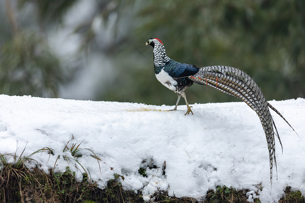 Rare birds are spotted by photographers foraging in the snow in Sichuan Province on January 29, 2024. /CFP