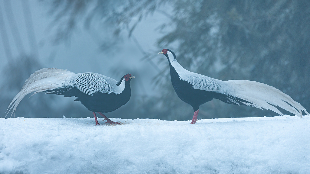Rare birds are spotted by photographers foraging in the snow in Sichuan Province on January 29, 2024. /CFP