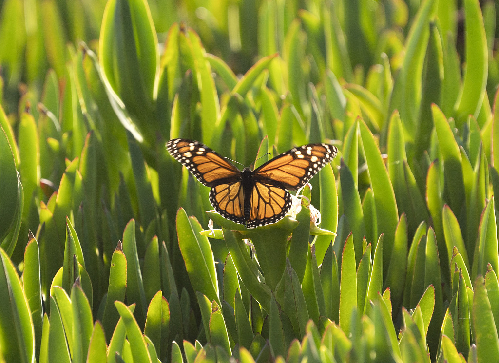 A western monarch butterfly wintering in Santa Cruz County, California, USA, November 28, 2023. /CFP