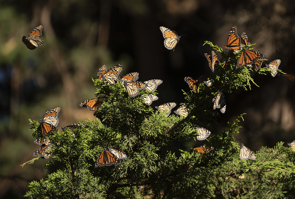Western monarch butterflies wintering in Santa Cruz County, California, USA, November 28, 2023. /CFP