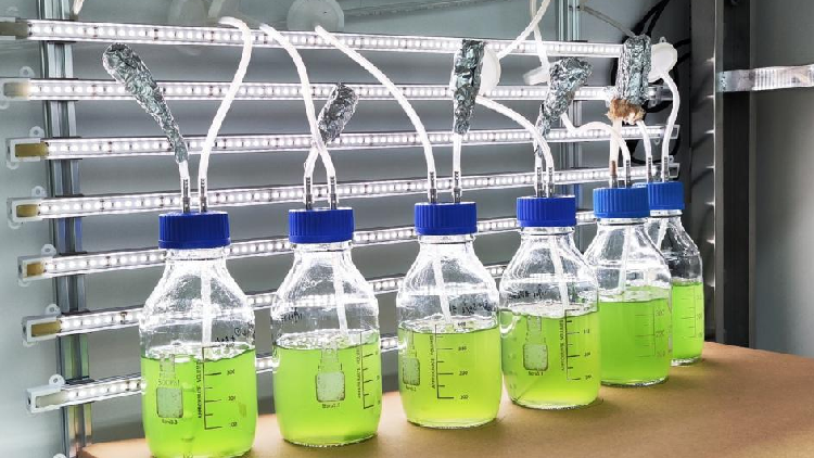 Chinese scientists mull building 'cell factory' of blue-green algae