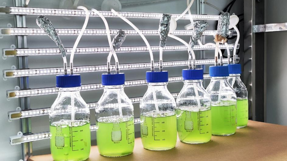 Bottles filled with blue-green algae cells modified by gene editing are pictured in a lab at the School of Life Sciences and Biotechnology under the Shanghai Jiao Tong University in east China's Shanghai, January 12, 2024. /Xinhua