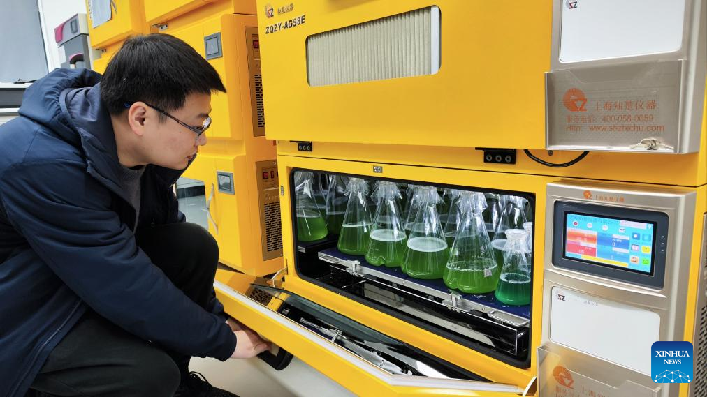 Ni Jun, a researcher at the School of Life Sciences and Biotechnology under the Shanghai Jiao Tong University, observes bottles filled with blue-green algae cells modified by gene editing in his lab in east China's Shanghai, January 12, 2024. /Xinhua