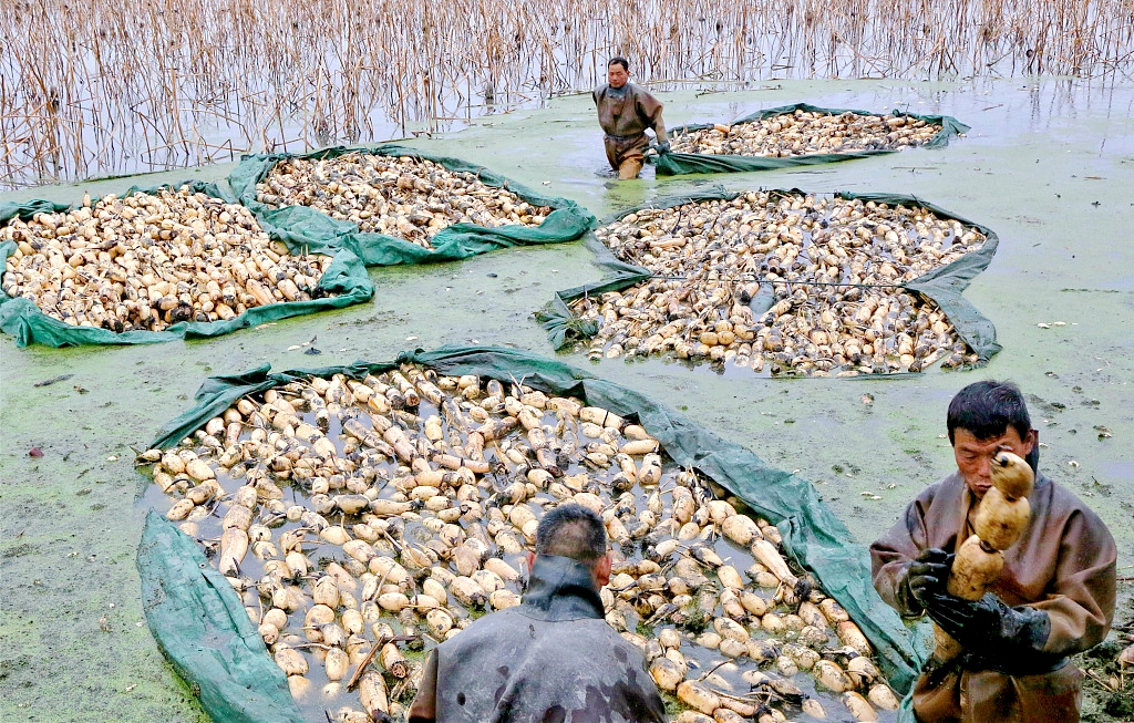 Farmers harvest lotus roots in Nantong, Jiangsu Province on January 31, 2024. /CFP