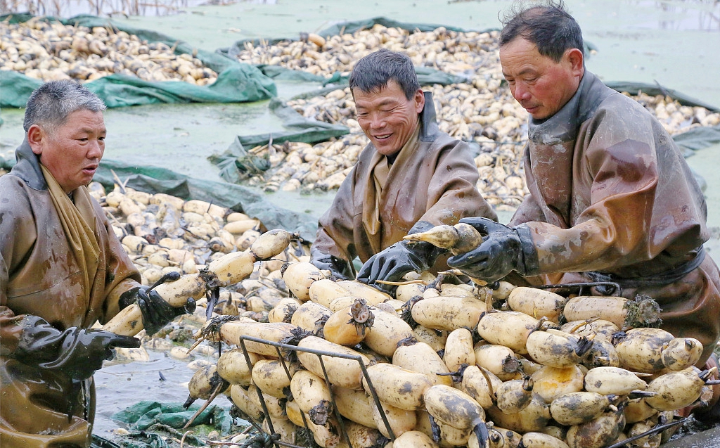 Farmers harvest lotus roots in Nantong, Jiangsu Province on January 31, 2024. /CFP