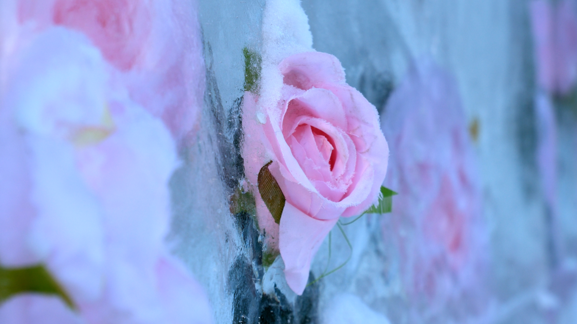 Ice-wall rose display in Shenyang's Nanhu Park