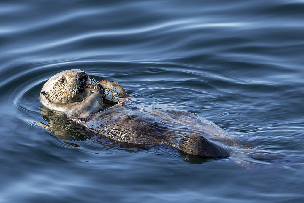 A sea otter holding a crab. /CFP