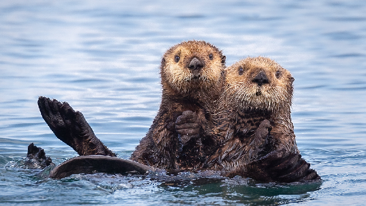 Return of hungry sea otters protects key coastal ecosystem: study