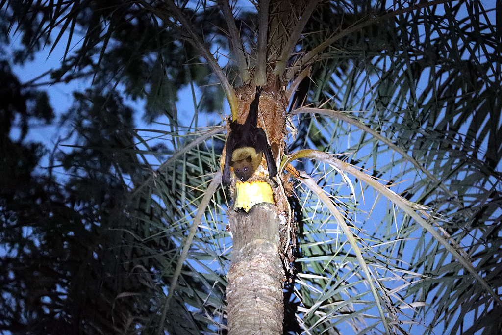 A bat sits on a tree drinking raw date juice in Munshiganj on the outskirts of Dhaka, Bangladesh, January 2, 2024. /CFP