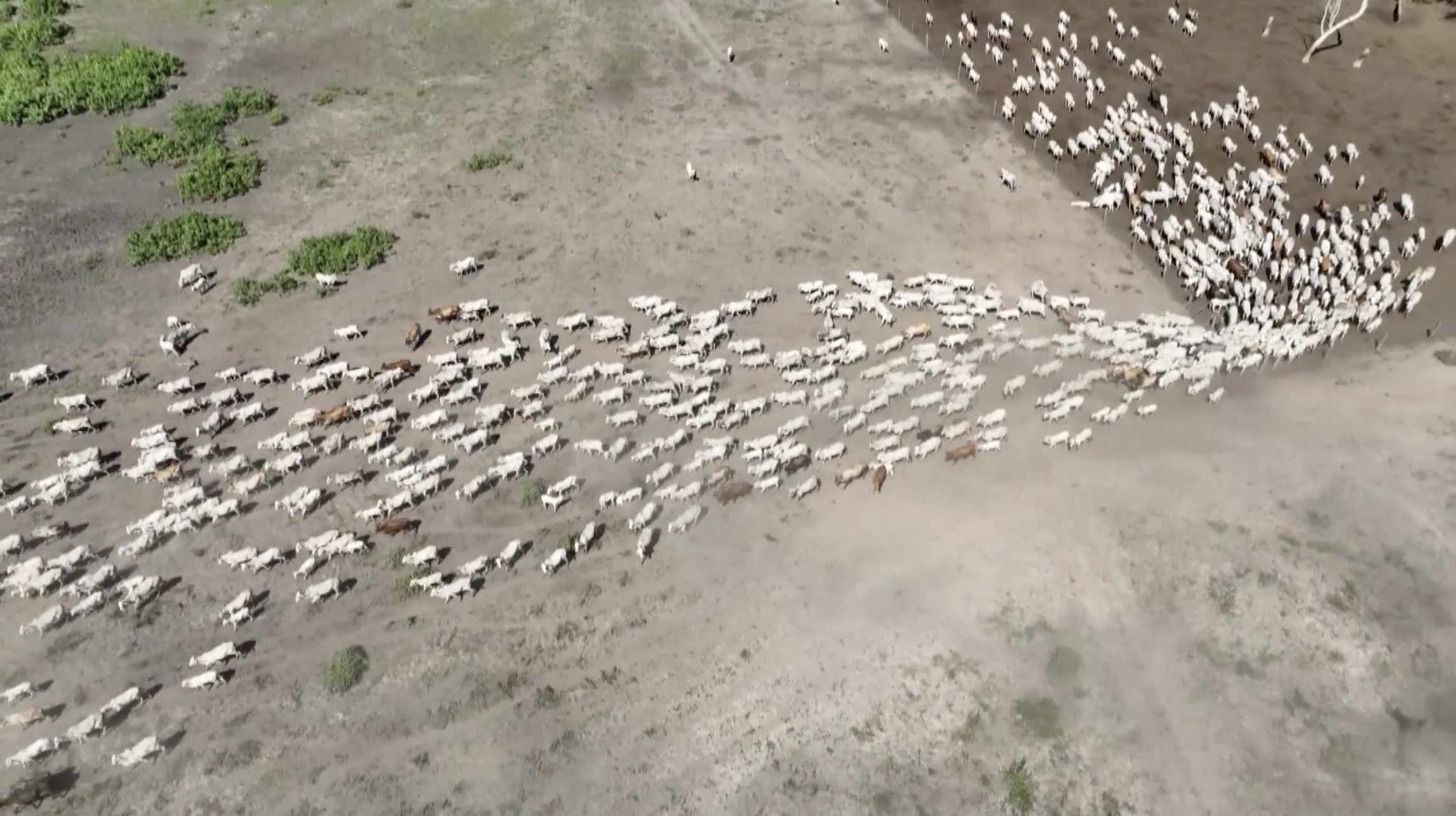 Aerial image shows a herd of cattle raised by local farmers in the Pantanal Wetland, Brazil, January 26, 2024. /China Media Group