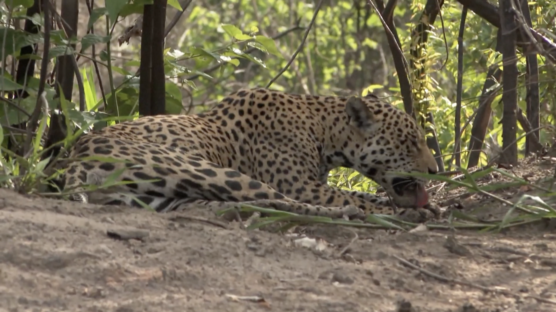 A jaguar licks its paw in the bush at the Pantanal Wetland, Brazil, January 26, 2024. /China Media Group