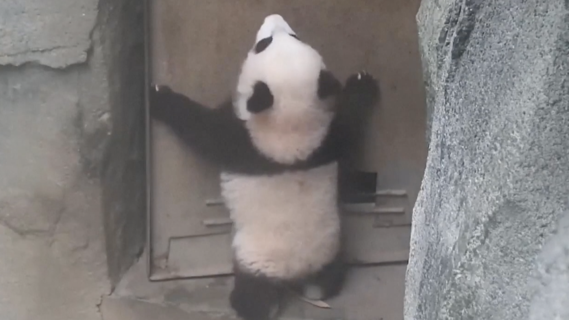 Curious panda cub tries to work out how a door works