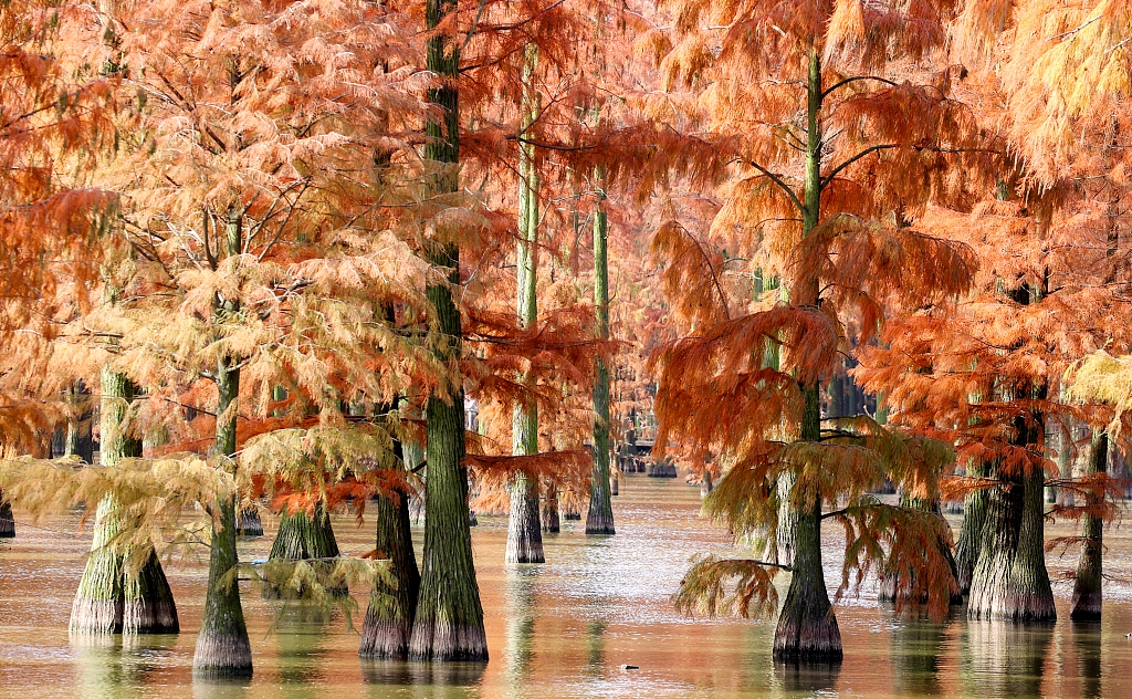 An early winter scene of pond cypress trees in the Zhangdu Lake Wetland Park in Xinzhou District of Wuhan, Hubei Province, December 6, 2023. /CFP