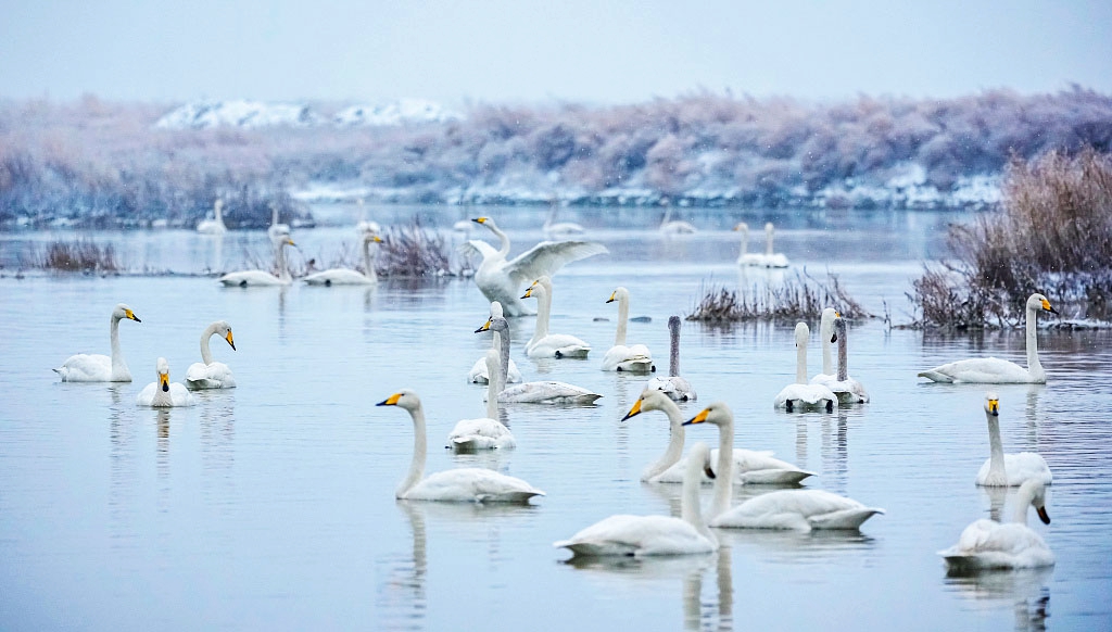 A swan flaps its wings as other swans swim across the Salt Lake surrounded by the snowy wetlands of Yuncheng, north China's Shanxi Province on January 16, 2024. /CFP