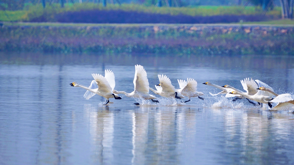 Large numbers of migratory birds inhabit the wetland in Dangyang, Hubei Province, January 20, 2024. /CFP