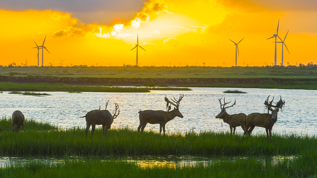 A group of deer play in the wetlands in Yancheng City, east China's Jiangsu Province, August 4, 2023. /CFP
