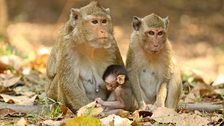 Chinese Scientists Uncover Metabolic Alterations During Primate Pregnancy